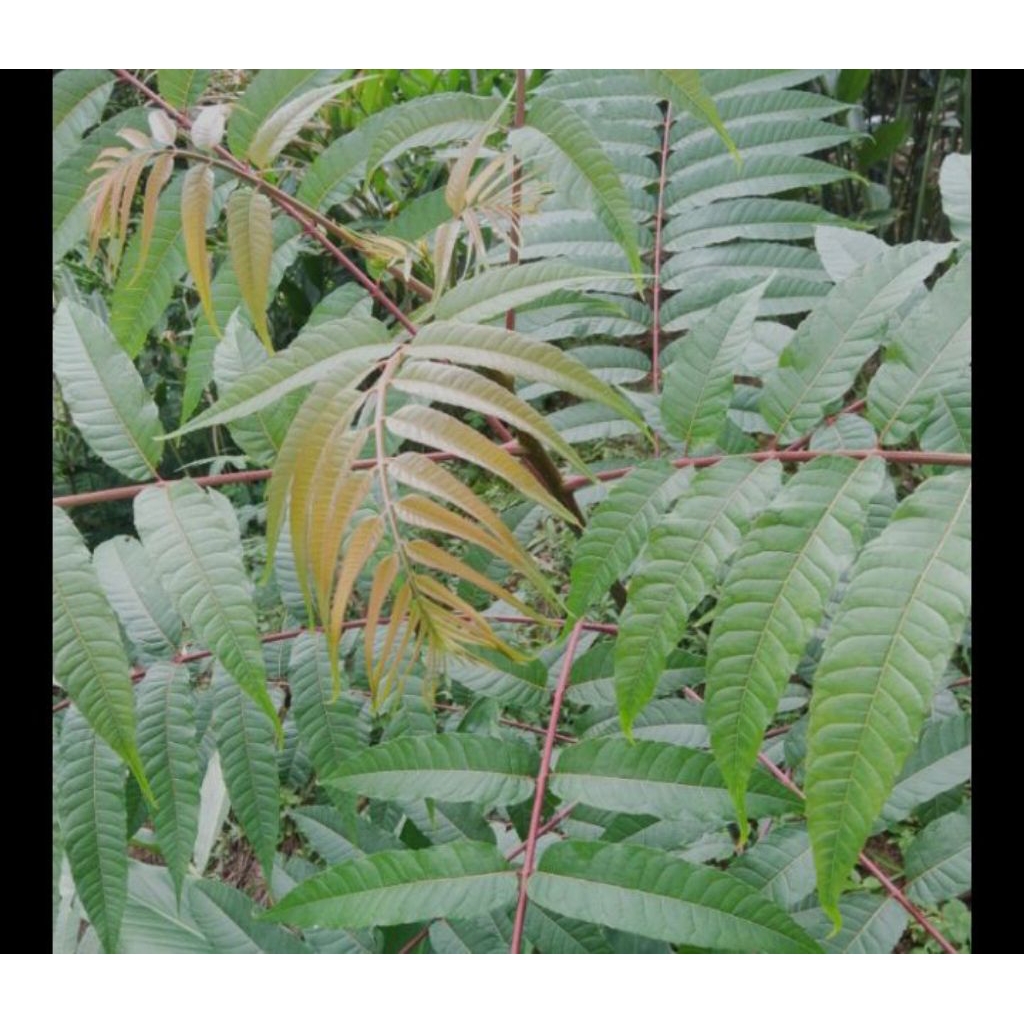 

Daun suren segar 500 gram