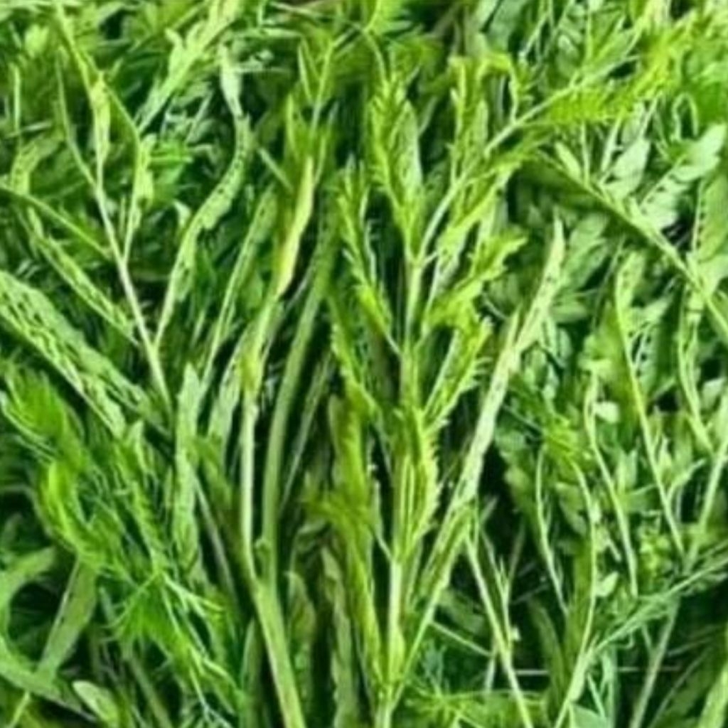 

Sayur daun pete cina muda asli organik berat 100gr siap masak