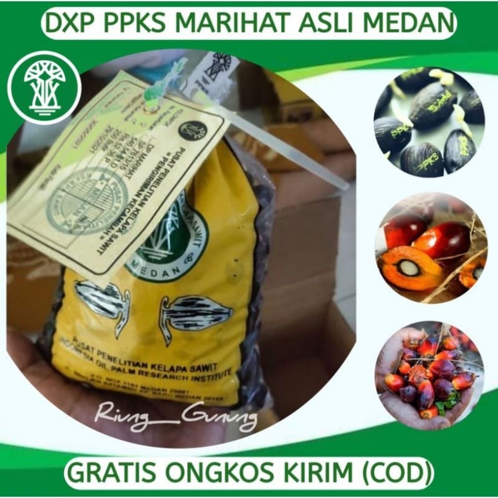 Benih kecambah kelapa sawit DxP MARIHAT UNGGUL