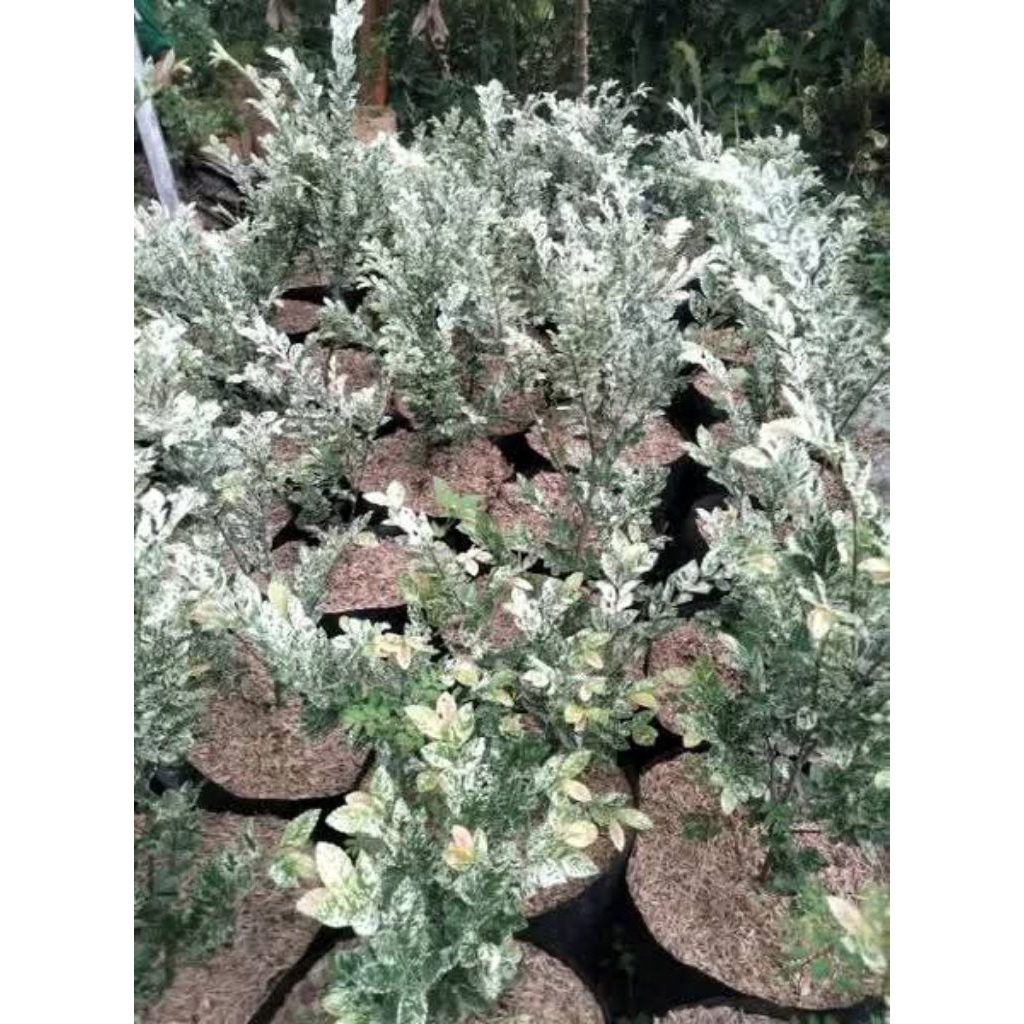 Bahan Bonsai Ulmus Variegata