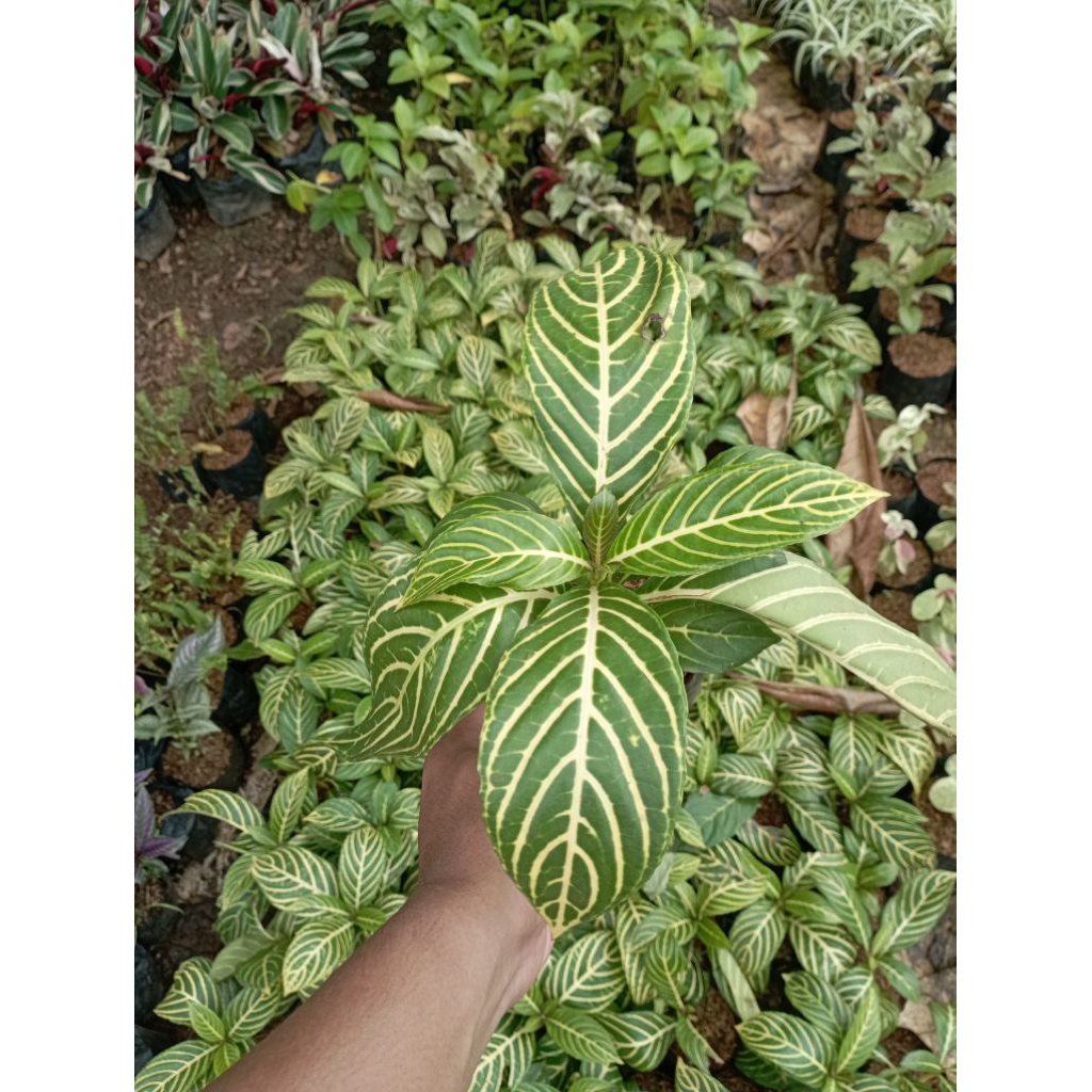 Tanaman Hias Aphelandra Tanaman Apelandra Tanaman Hias Apelandra