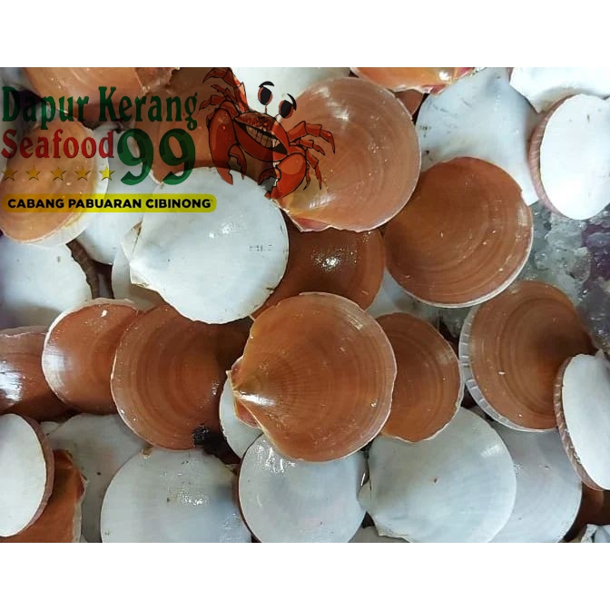 

Kerang Simping 1000gr Seafood Murah