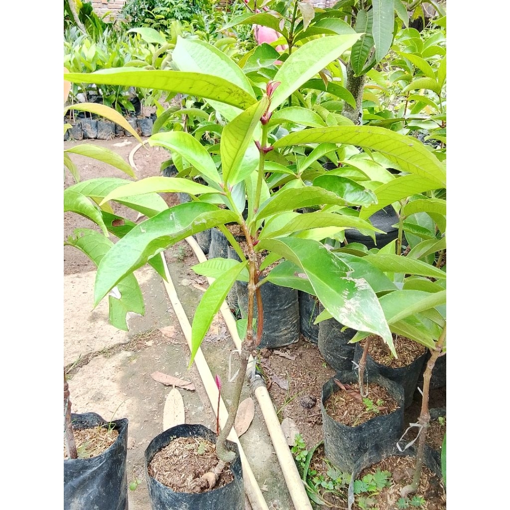 bibit buah jambu bol jamaika