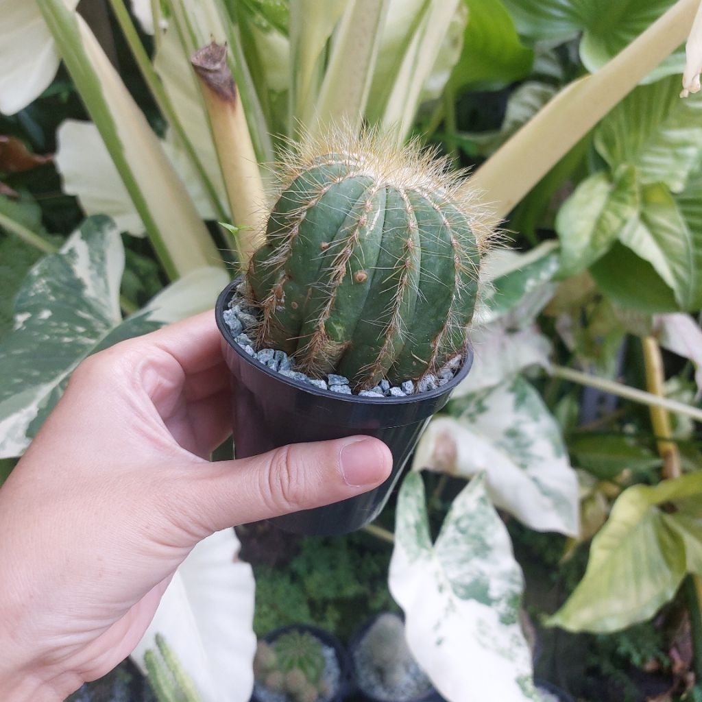 Kaktus Noto Tanaman Hias Sukulen Mini Kaktus Mini