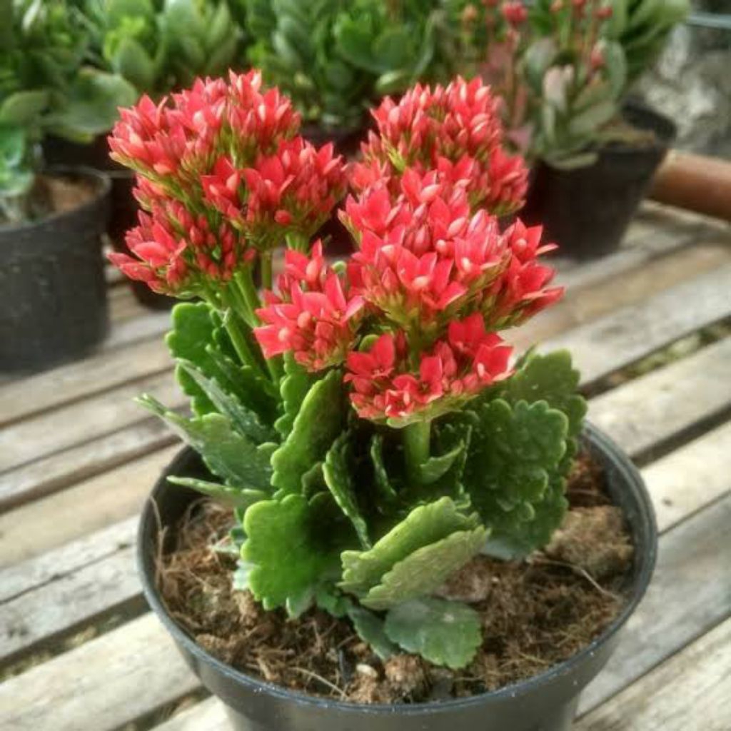 Bunga cocor bebek merah - tanaman hias cocor bebek merah - cocor bebek