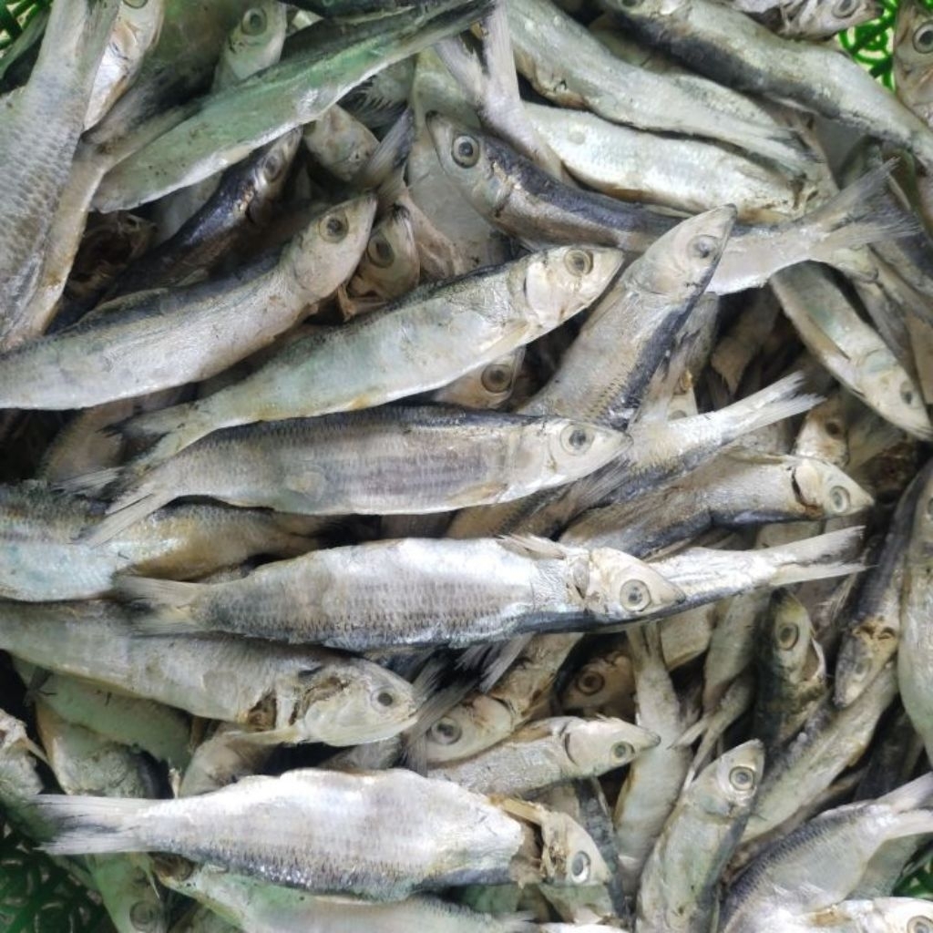 

ikan asin japuh ketan(ikan empuk dan tidak terlalu asin)