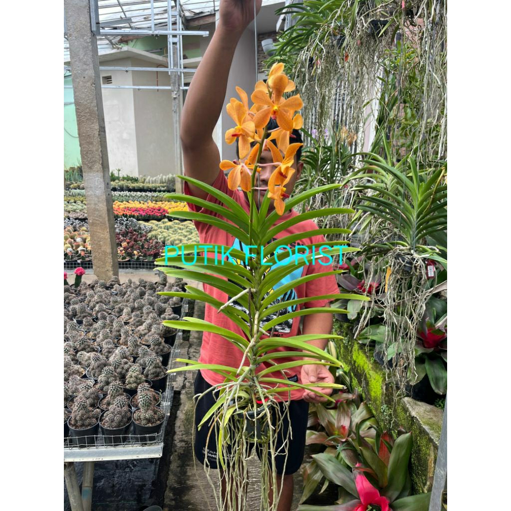 Tanaman Hias Anggrek Vanda Dewasa - Anggrek Vanda - Bunga Anggrek Vanda