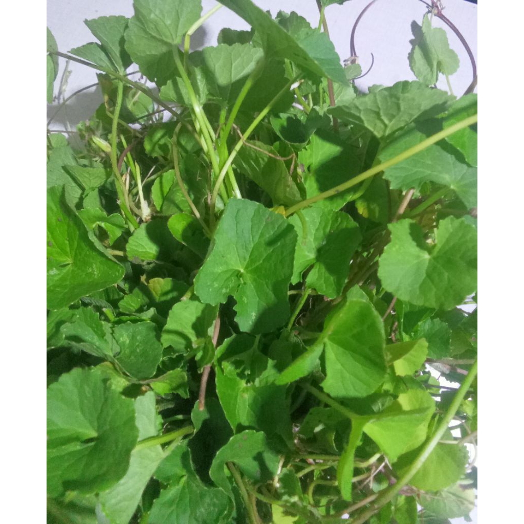 

daun pegangan segar 1kg pul batang