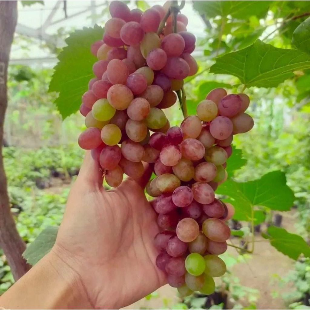 BARU BIBIT ANGGUR IMPORT JUPITER VALID TINGGI 40-60CM SUPER GENJAH SIAP PINDAH TANAM