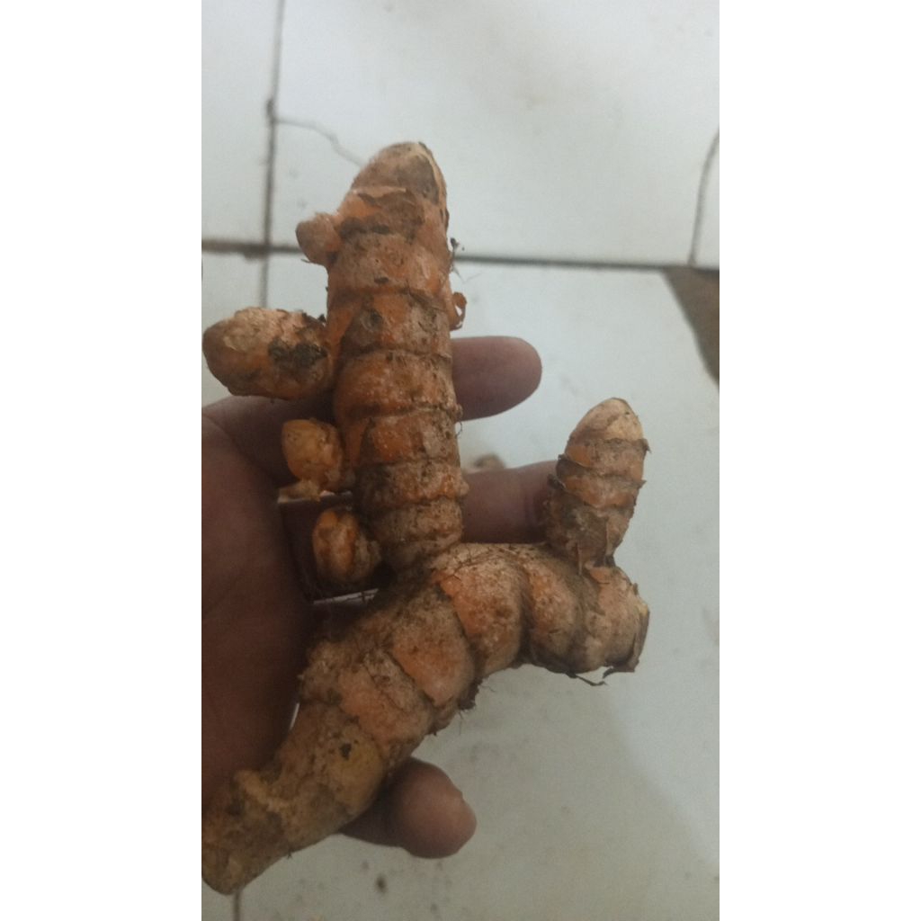 

Kunyit/Kunir Segar