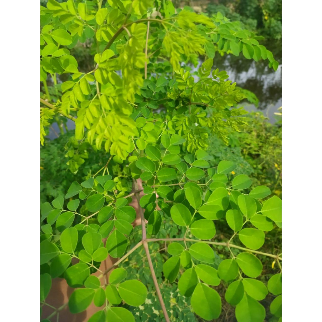 

daun kelor segar 200g ,fresh langsung dari pohonnya