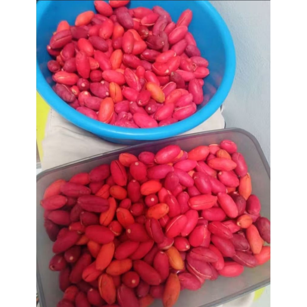 

Kulit Melinjo 500g Fresh