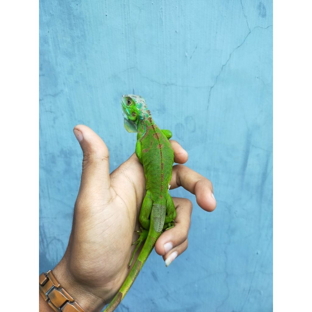 Godzilla iguana green columbia belang