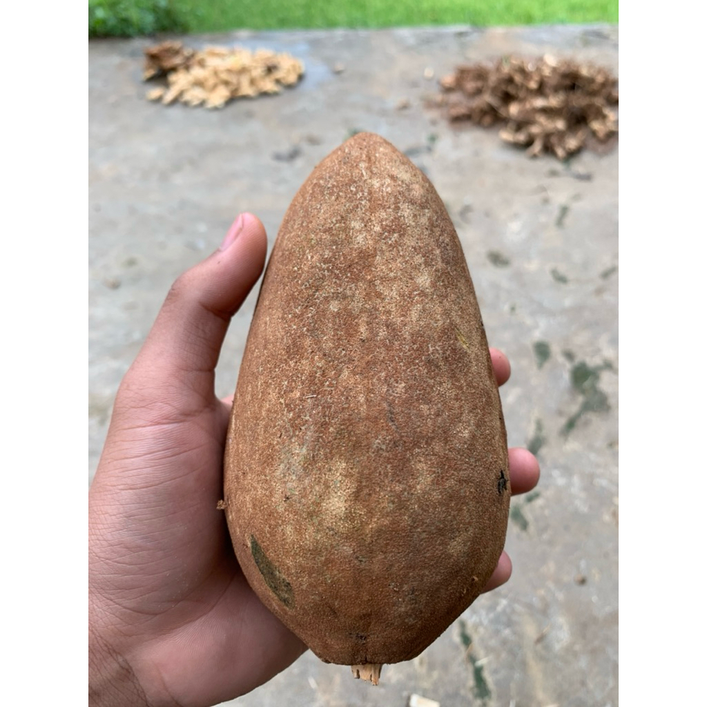 

Buah mahoni/mahuni herbal alami paket per 1 biji