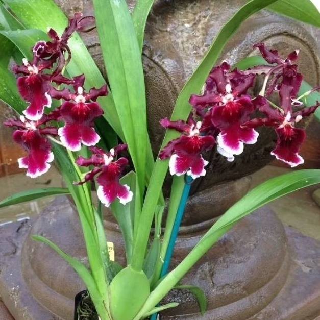 ANGGREK ONCIDIUM SPIKE  ( Burgundian ' schroederianum x Harry Sutton  )
