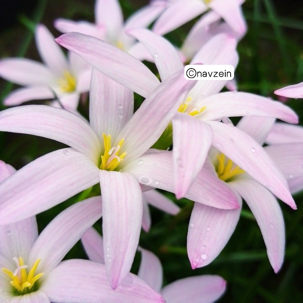 

Bibit Lily Hujan/Rain Lily First Love | Valid