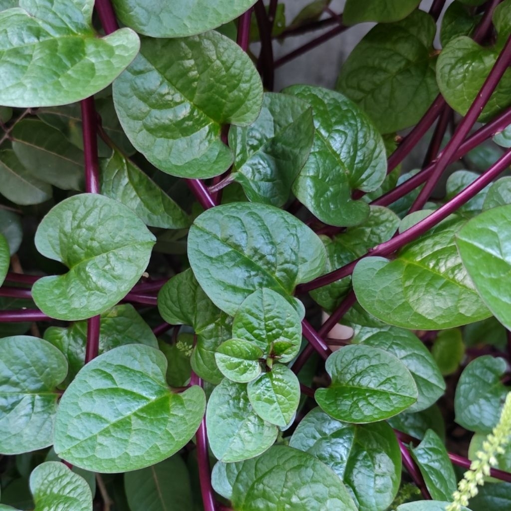 

Daun Binahong Merah Segar (Anredera cordifolia) Fresh Dipetik – Herbal Alami untuk Luka, Jantung, Maag, Rematik