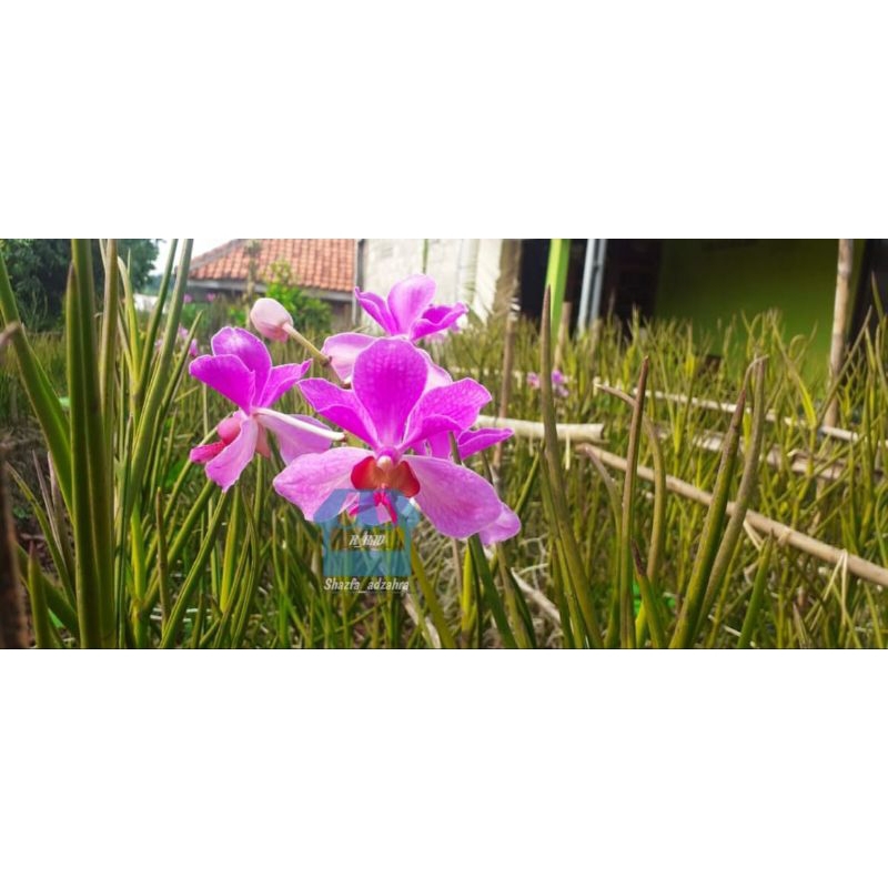 bibit anggrek vanda douglas spike