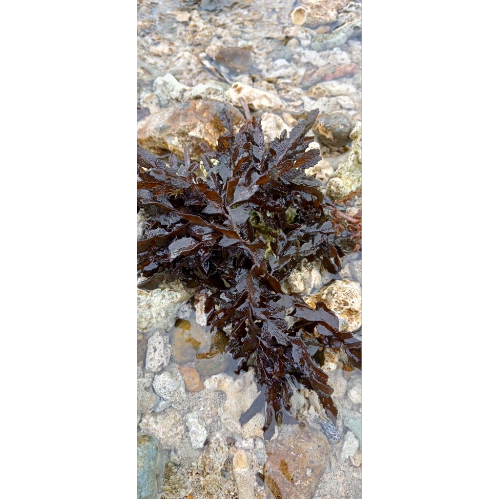 

Rumput laut sargassum