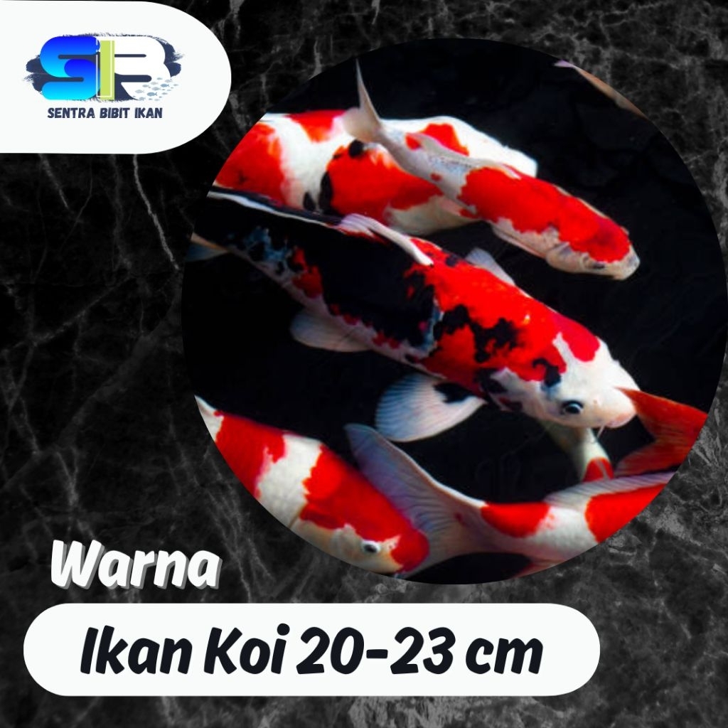 Ikan Koi Murah - Koi Warna Ukuran 20-23 cm - Ikan Koi Blitar - Ikan Hias - Ikan Koi