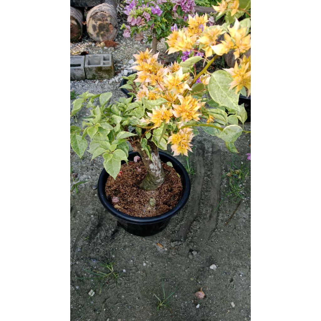 bogenvil mahara kuning