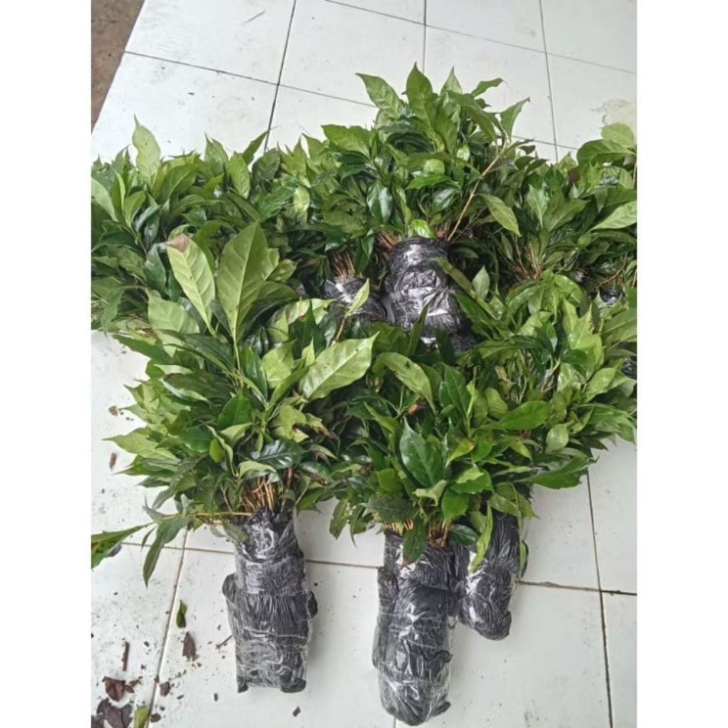 50 paket bibit kopi Arabika Ateng Unggul