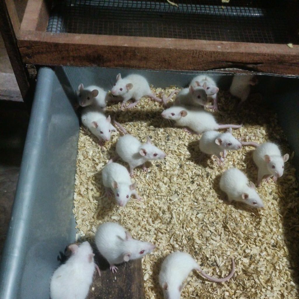 Tikus putih / Rat medium / pakan ular / ball piton/ burung hantu.