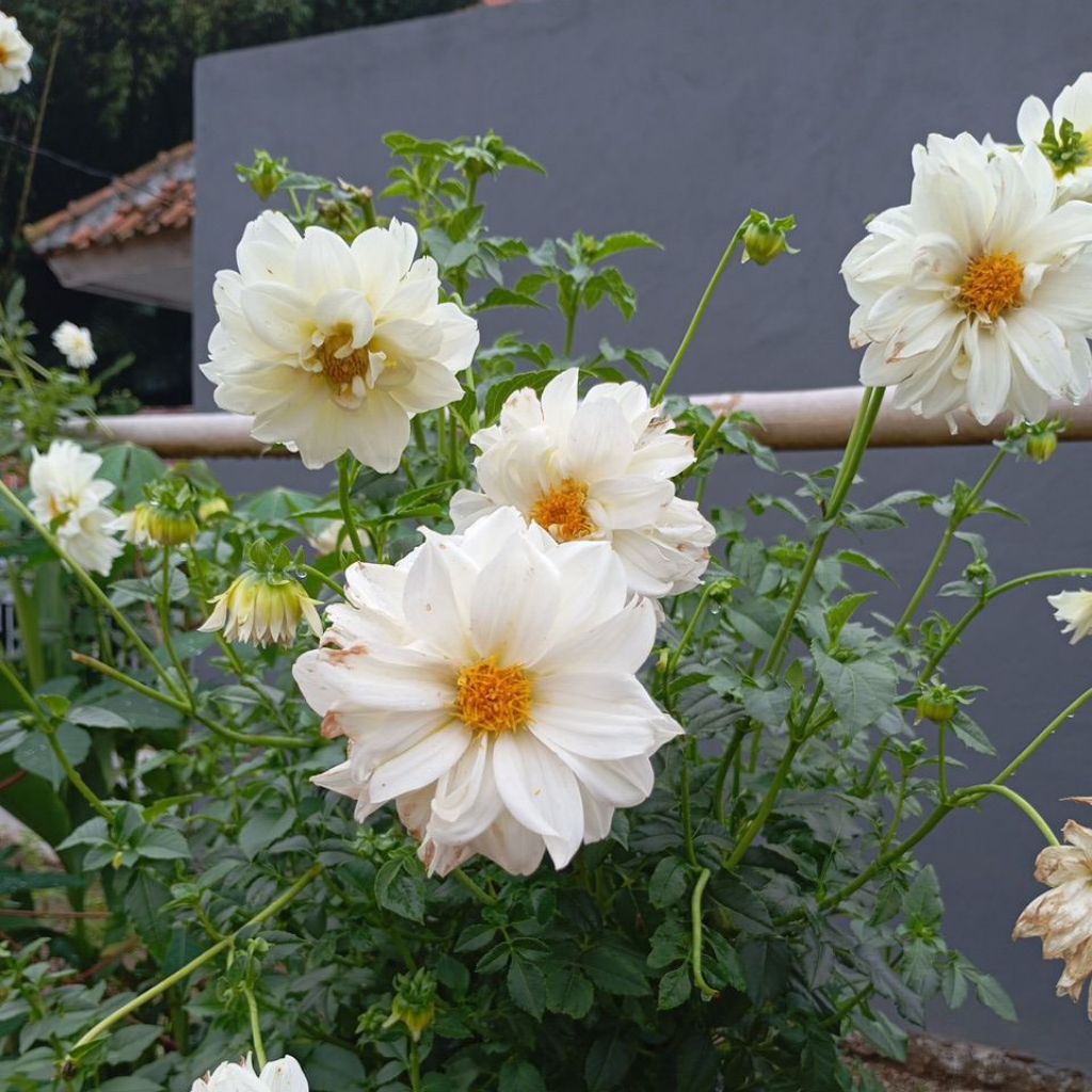 bibit bunga dahlia umbi