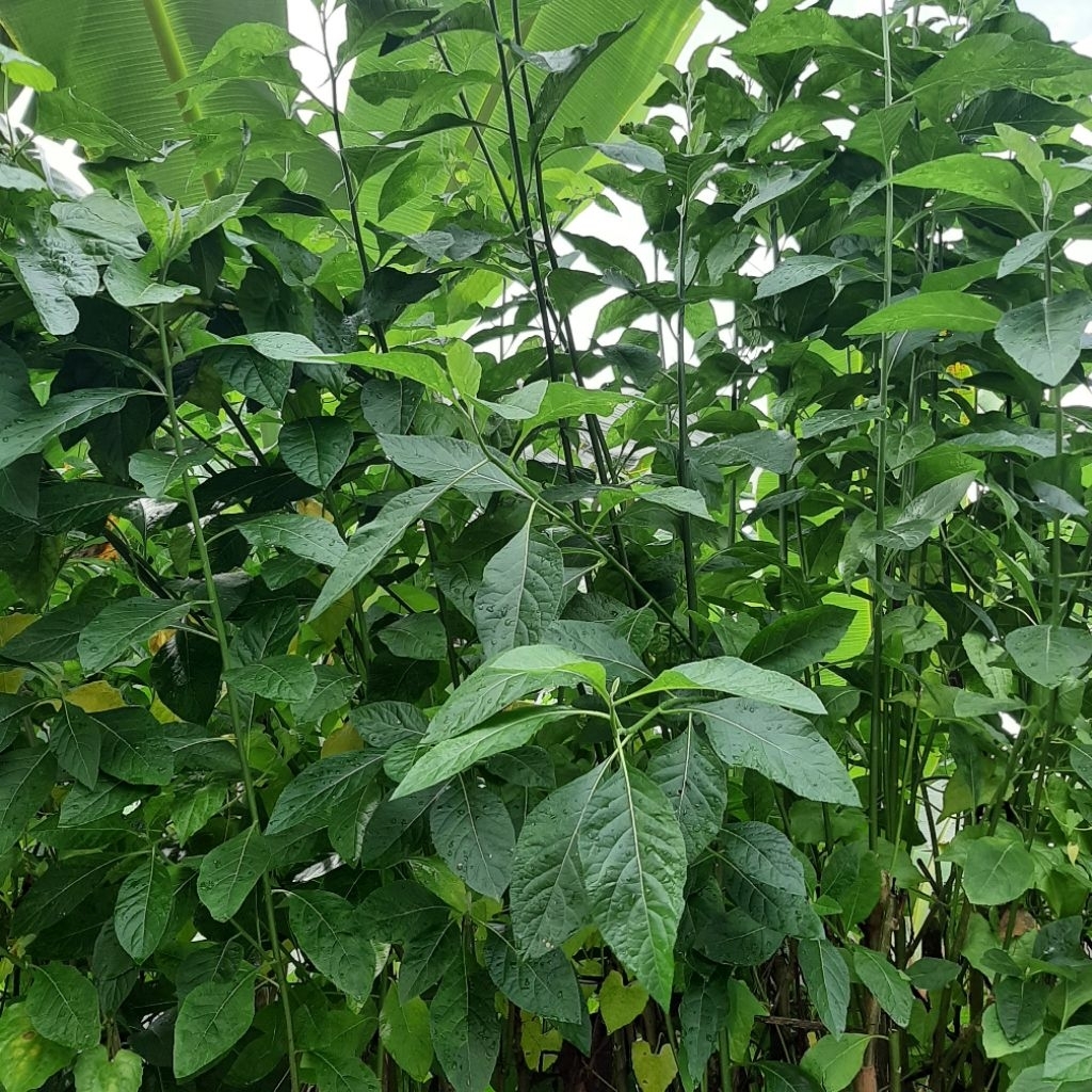

DAUN AFRIKA SEGAR daun herbal