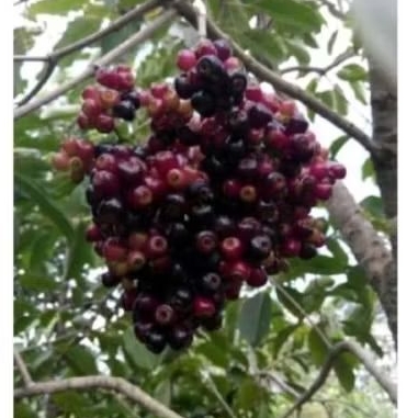 Tanaman Juwet Hitam Tanpa Biji Berbunga