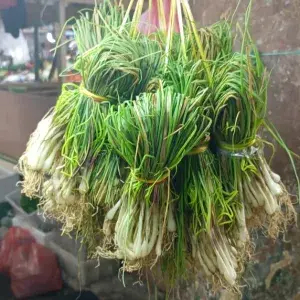 

BAWANG LOKIO / BAWANG BATAK/ALLIUM CHINESE