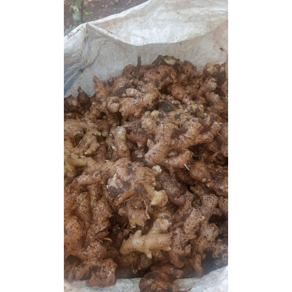 

1kgjahe emprit ,segar langsung dari kebun