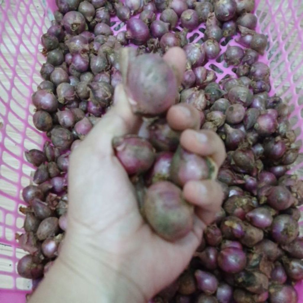 

Bawang merah super