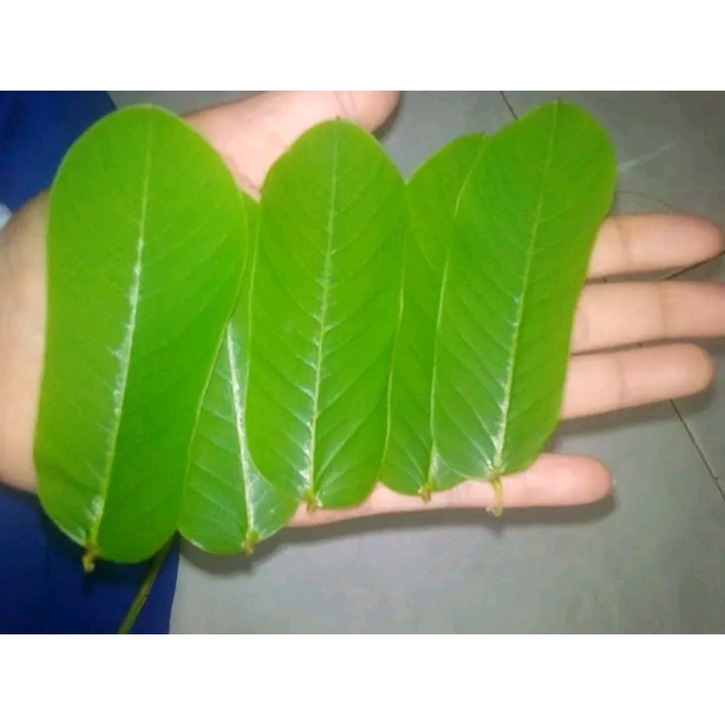 

DAUN KIMANILA 1 TANGKAI