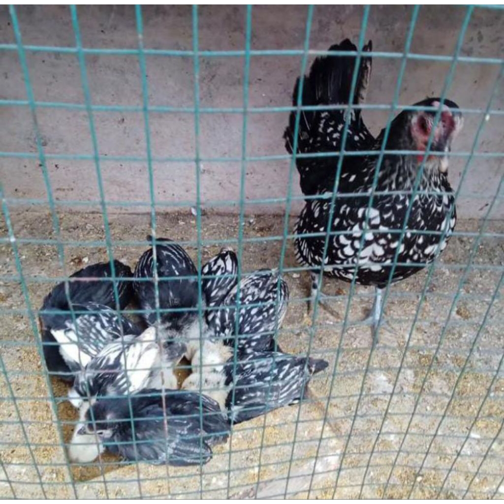 

Telur ayam batik itali Kanada siap tetas