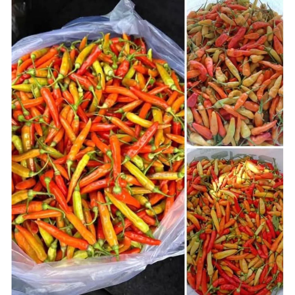 

CABE RAWIT KEMASAN 1KG MURAH DAN SEGAR