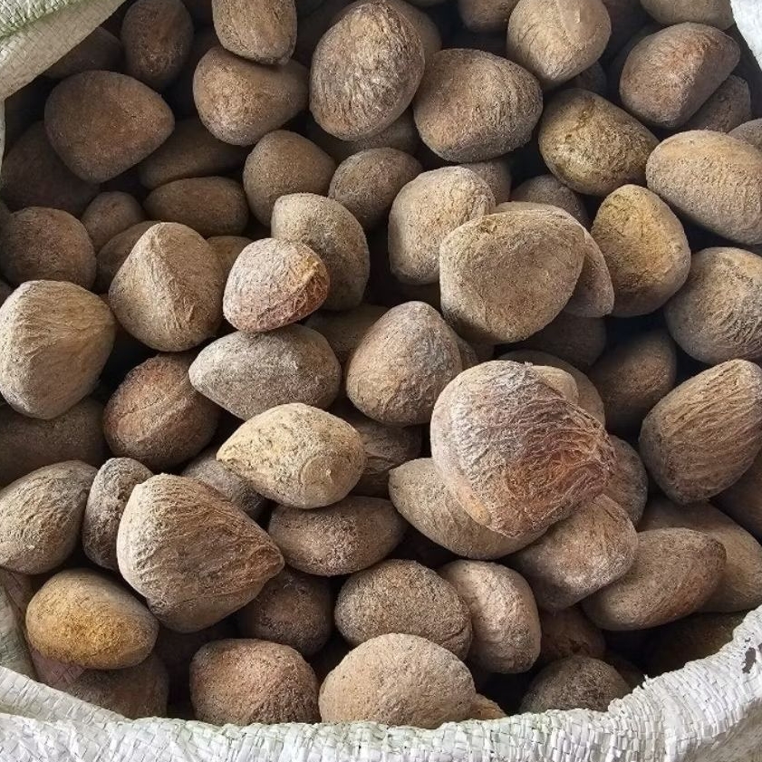 

Kluwek - Keluwek - Keluak - Kluak Bumbu Rawon - Pucung - Kepayang