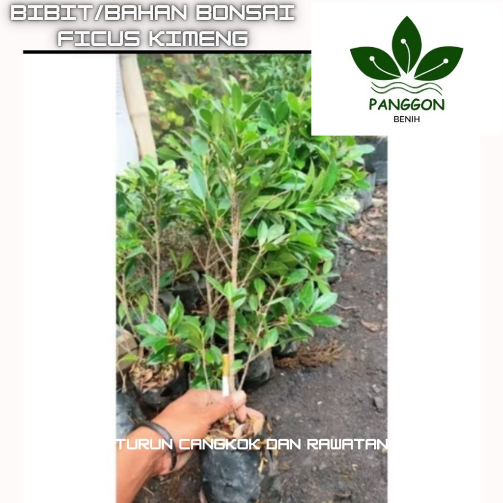 Bibit Bonsai Kimeng dengan besar batang ukuran serokok