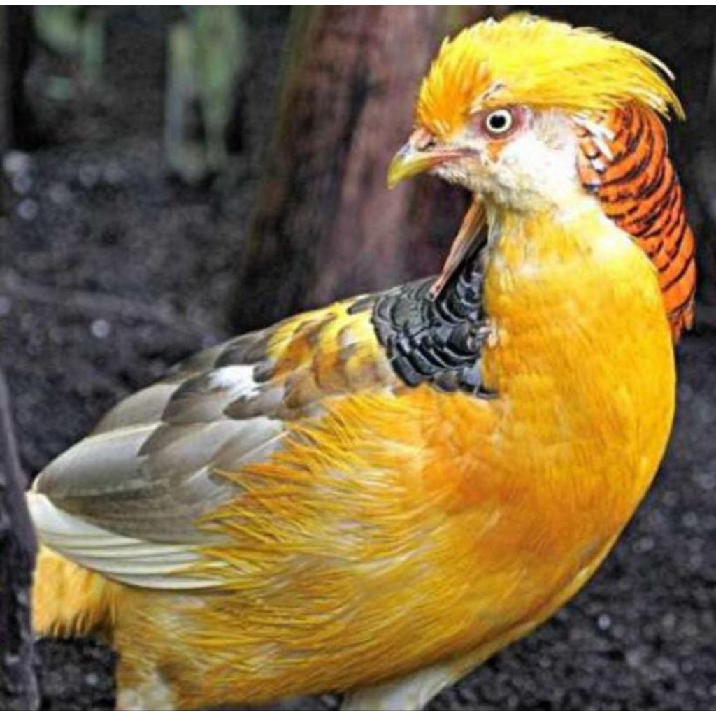 

Telur ayam hias yellow pheasant siap tetas
