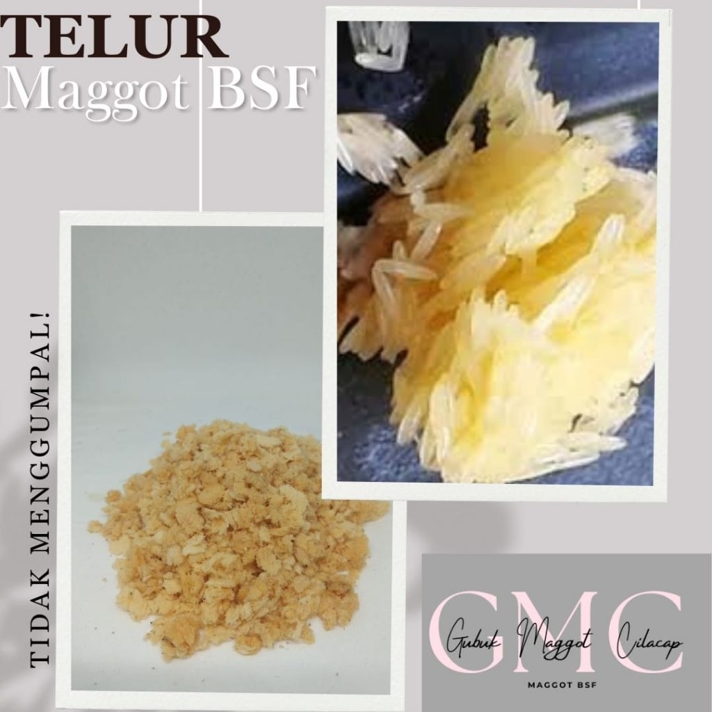 Telur Maggot bsf lalat BSF terdekat, Kemasan 5gr+2gr bonus, pakan alternatif hewan unggas, burung da