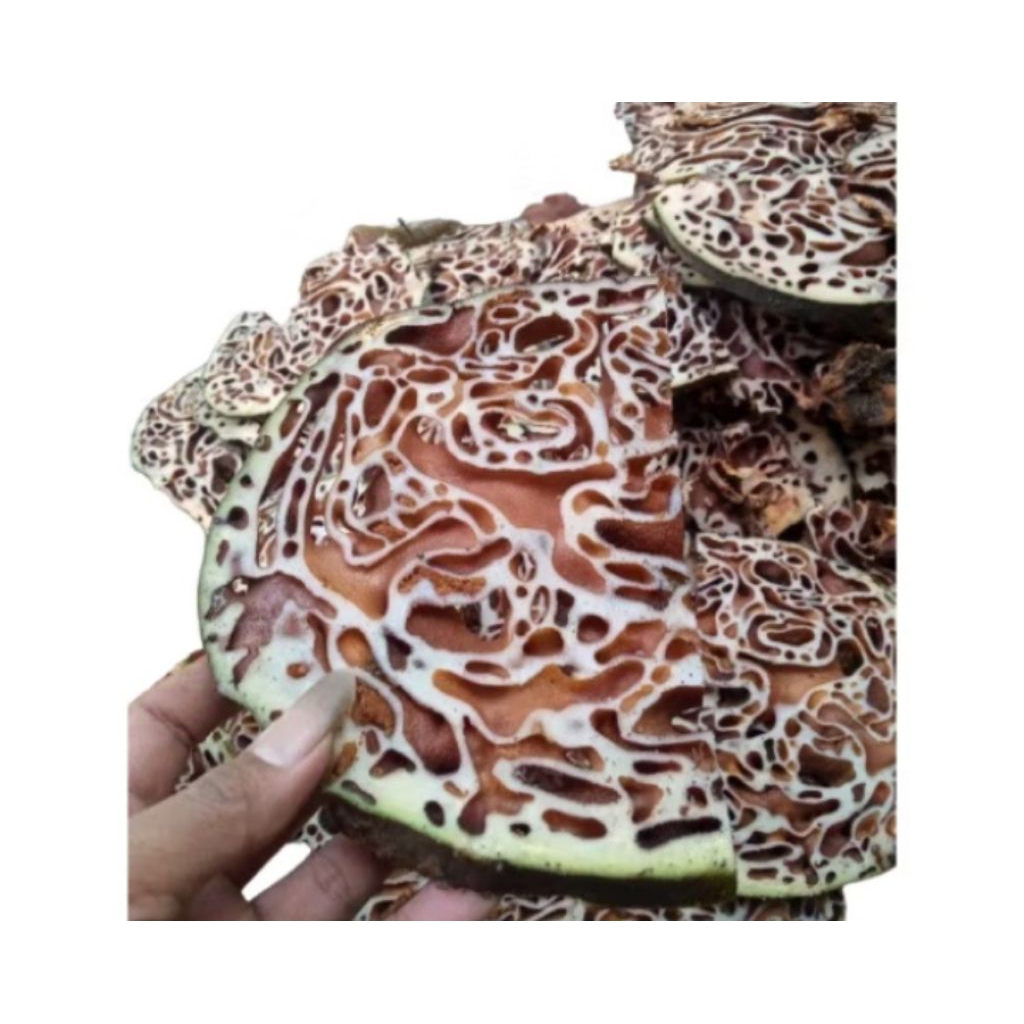 

sarang semut basah fresh asli papua