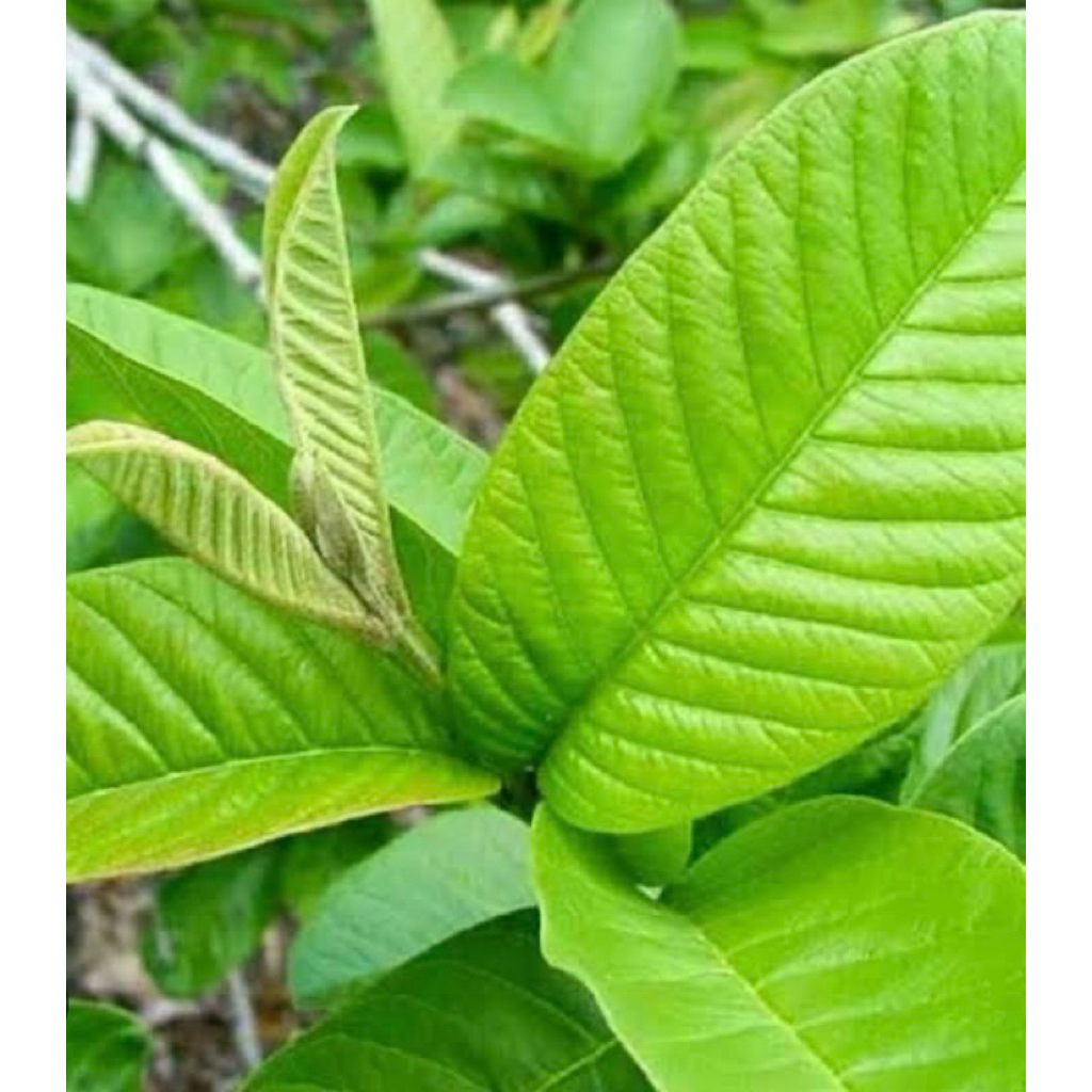 

Daun jambu biji (jambu batu)segar alami petik langsung paket per 500grm