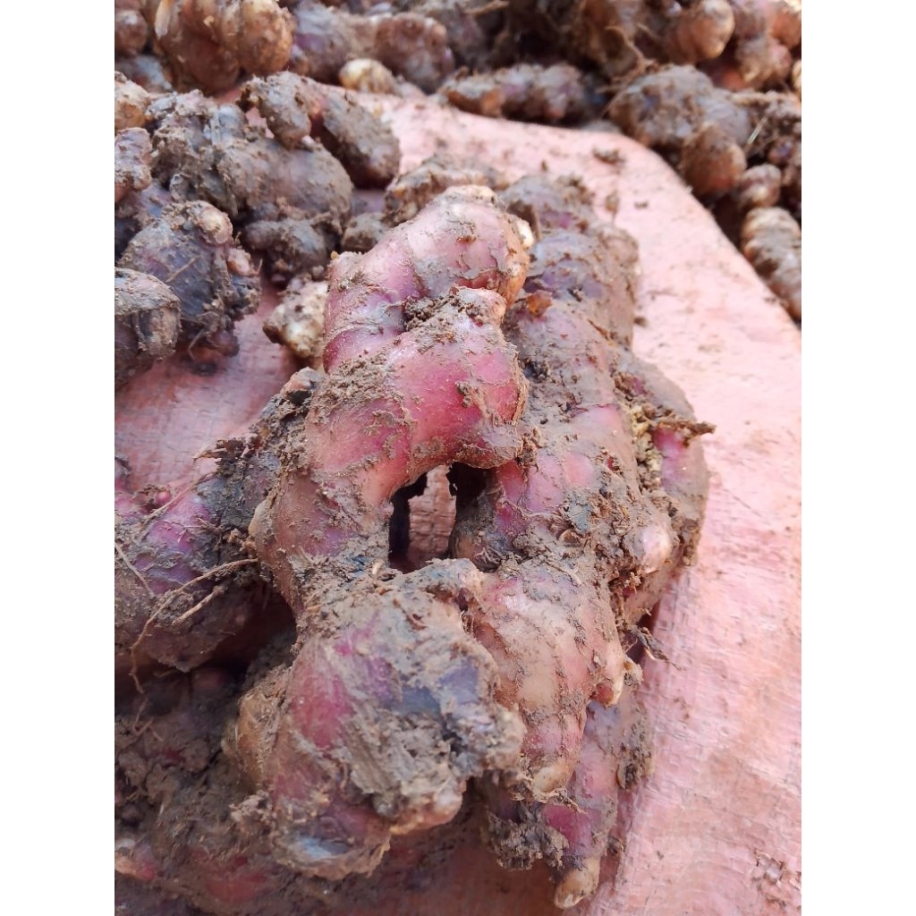 

Jahe merah segar red ginger jahe merah masih segar berkualitas per 1kg