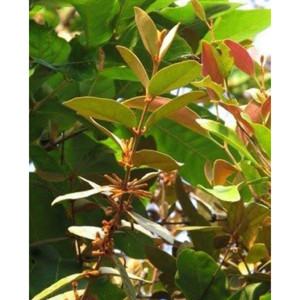 

Daun benalu/manganeuh segar pres alami petik langsung paket per 1kg