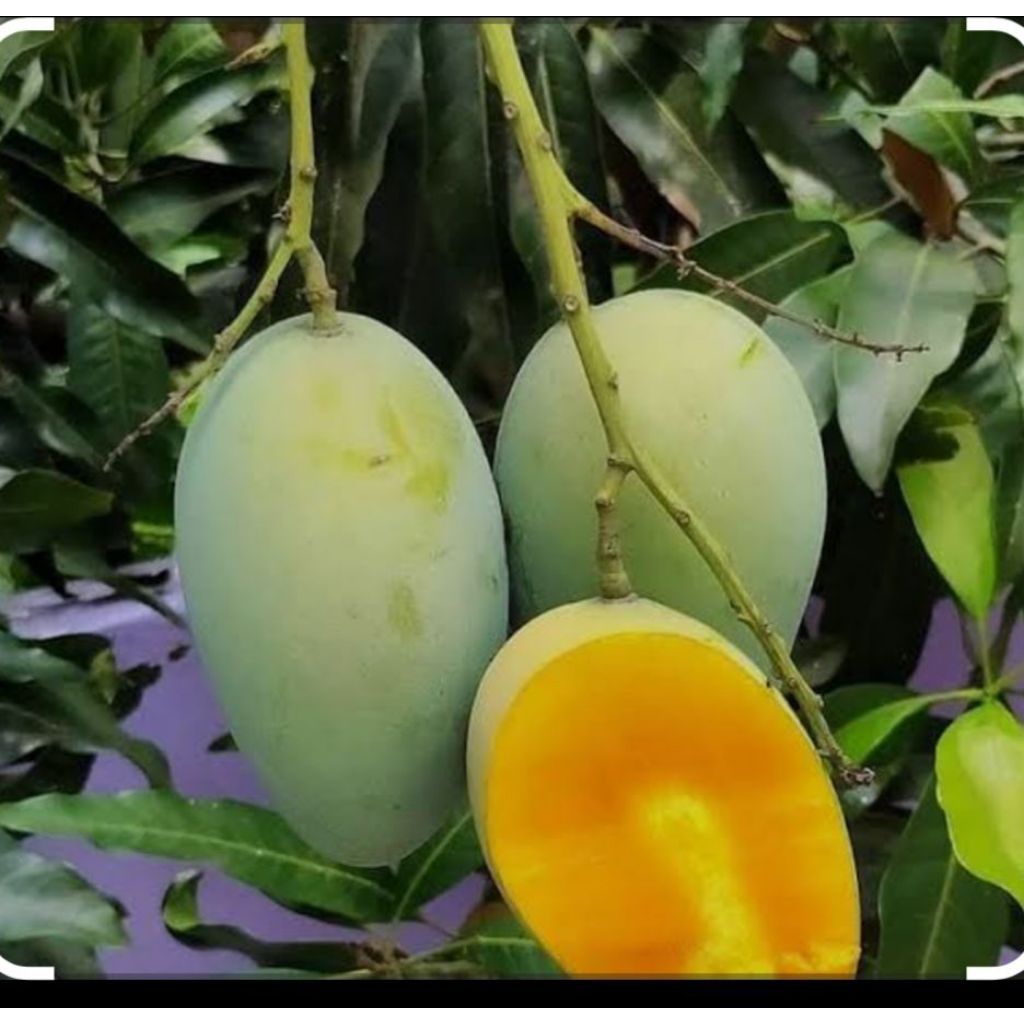 

Buah Mangga