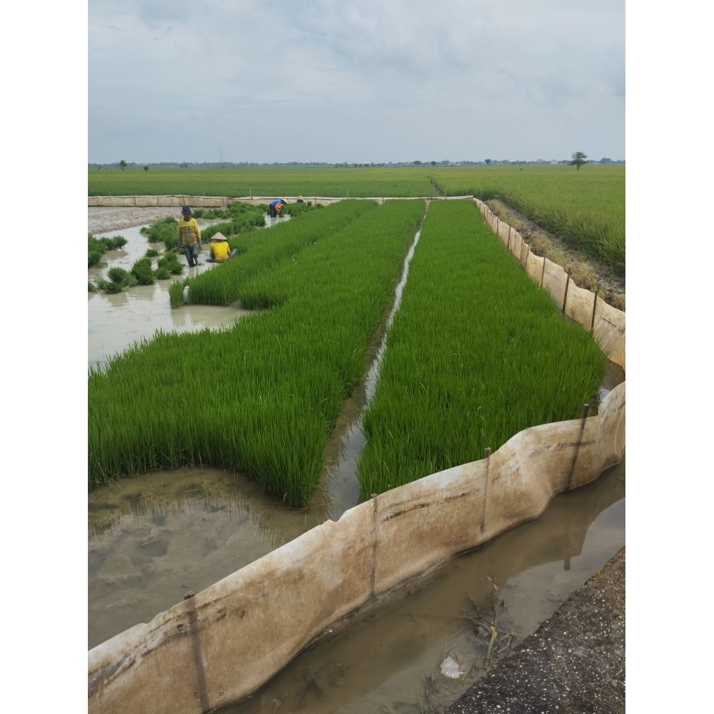 jual bibit padi siap tanam 100grm.