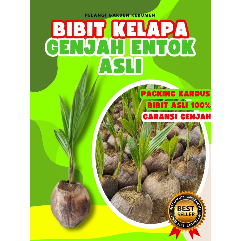 CEPAT BERBUAH..! Bibit Buah Kelapa Hijau, Bibit Buah Kelapa Hibrida Bersertifikat