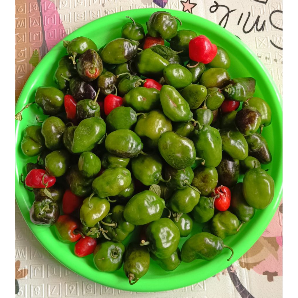 

PROMO CABE BENDOT / GENDOT DIENG FRESH