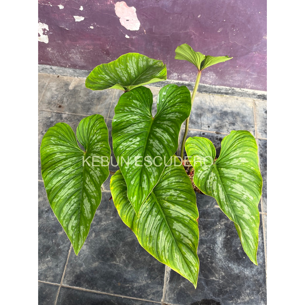 Philodendron Plowmanii - Tanaman Hias Philodendron Plowmanii
