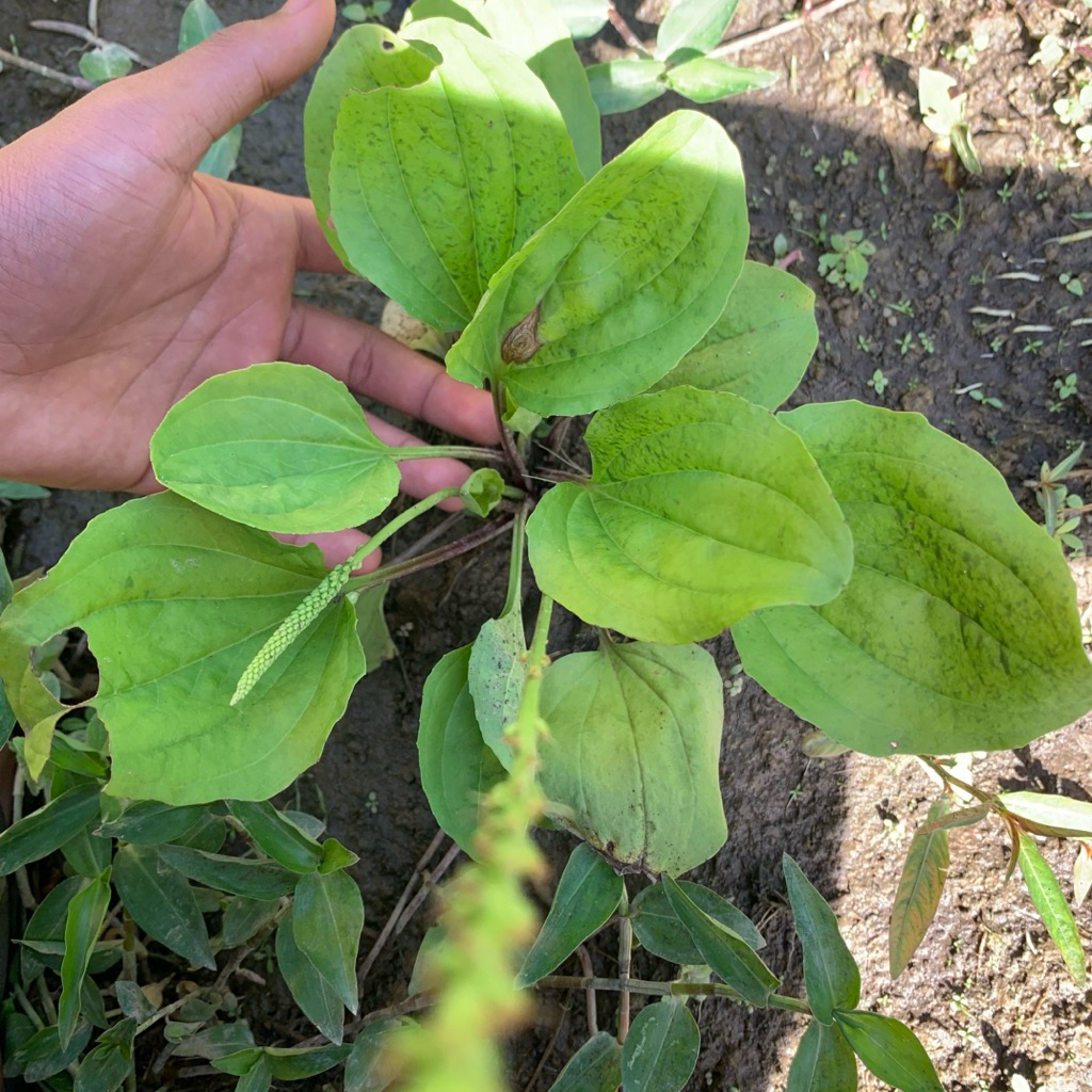 

Daun Ki urat segar pres alami proses panen petik langsung paket per 250grm